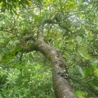 Homalium paniculatum Corce blanc Salicace ae Endémique La Réunion, Maurice 44.jpeg