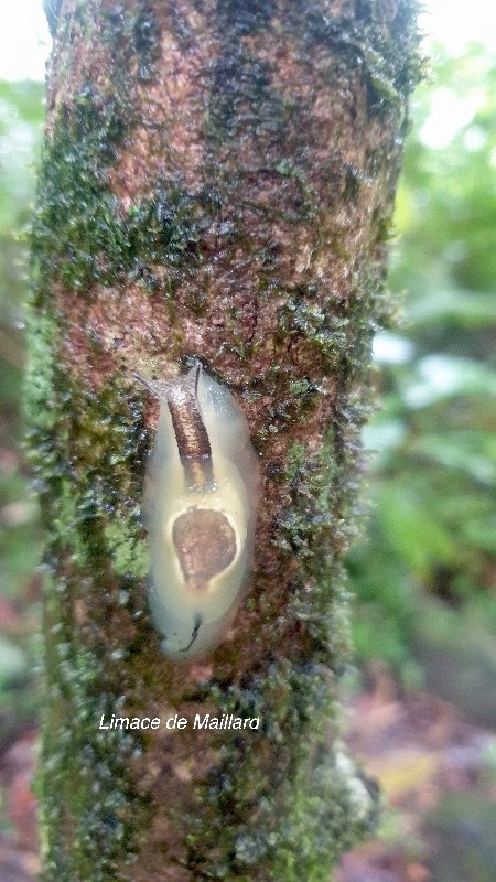 Hyalimax maillardi Limace de Maillard Succineidae Endémique La Réunion 48.jpeg