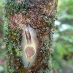 Hyalimax maillardi Limace de Maillard Succineidae Endémique La Réunion 48.jpeg