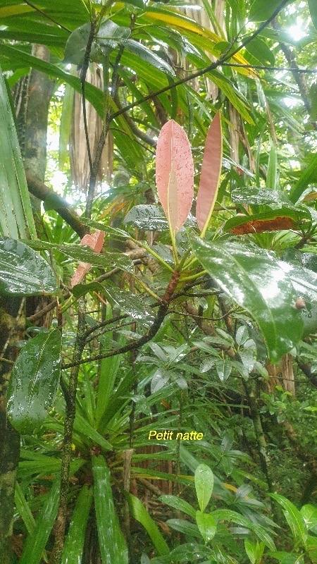 Labourdonnaisia calophylloides Petit natte Sapo taceae  Endémique La Réunion, Maurice 39.jpeg