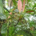 Labourdonnaisia calophylloides Petit natte Sapo taceae  Endémique La Réunion, Maurice 39.jpeg