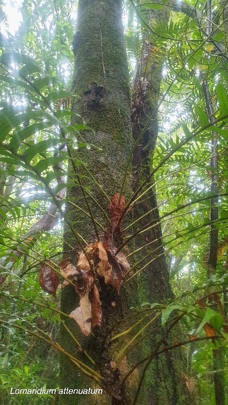 Lomaridium attenuatum Blechnace ae Indigène La Réunion 54.jpeg