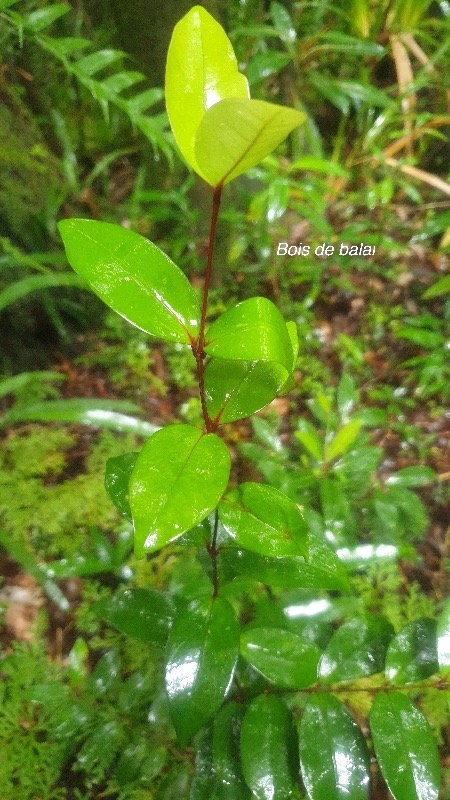 Memecylon confusum Bois de balai Melast omataceae Endémique La Réunion 8.jpeg