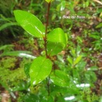 Memecylon confusum Bois de balai Melast omataceae Endémique La Réunion 8.jpeg