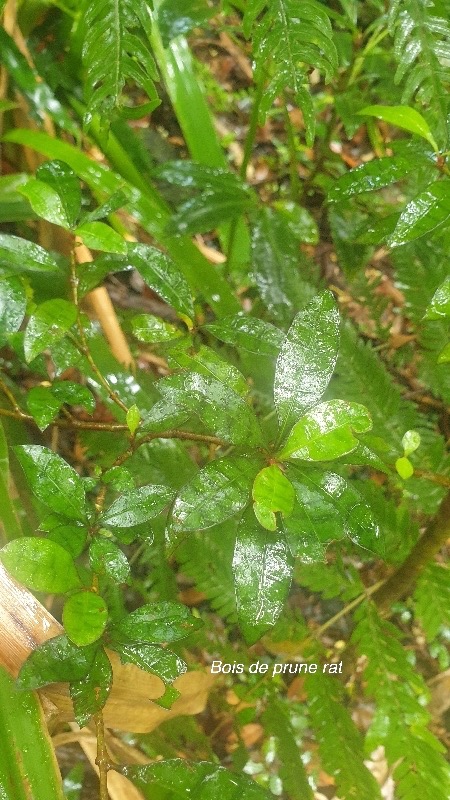 Myonima obovata Bois de prune rat Rubiace ae Endémique La Réunion, Maurice 08.jpeg