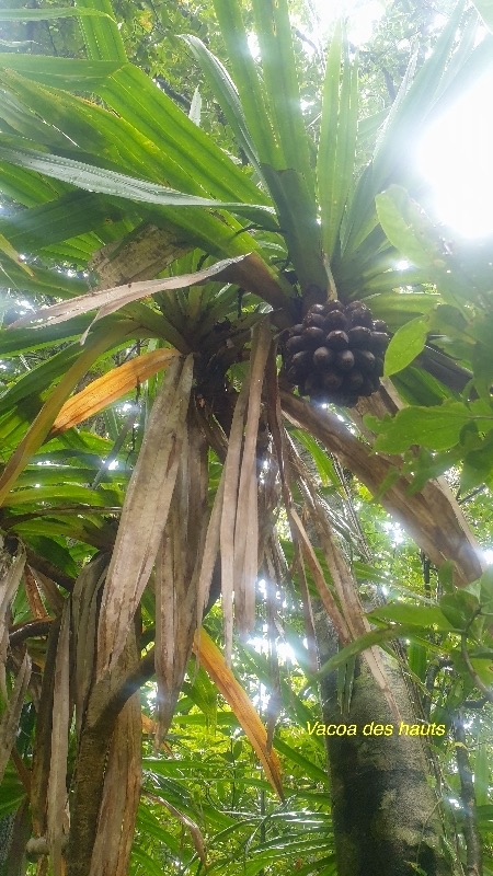 Pandanus purpurascens Vacoa des hauts Pa ndanaceae Endémique La Réunion 41.jpeg