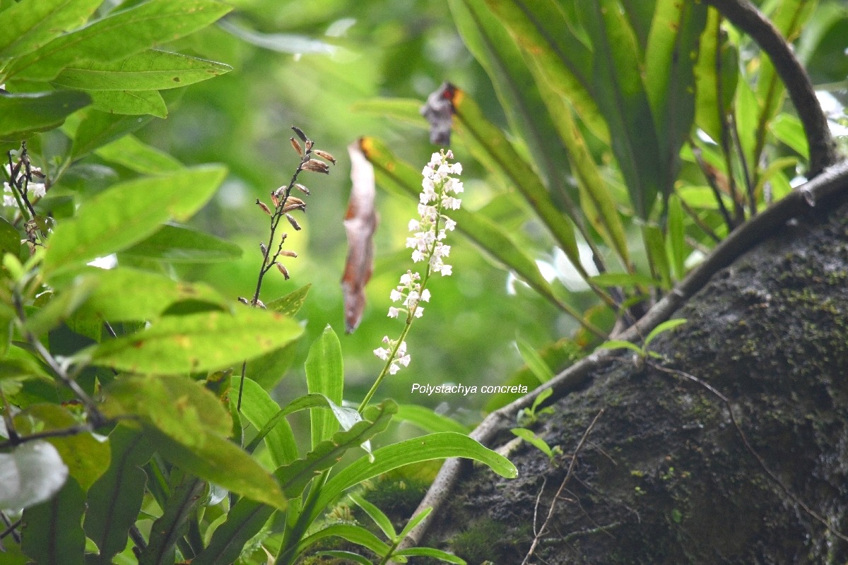 Polystachya concreta Orchidaceae  Indigène la Réunion 7510.jpeg