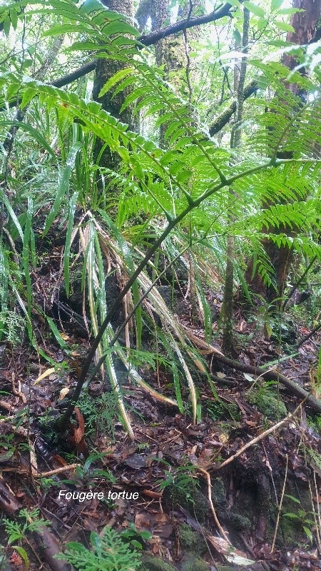 Ptisana fraxinea Fouge?re tortue Mara ttiaceae Indigène La Réunion 2.jpeg