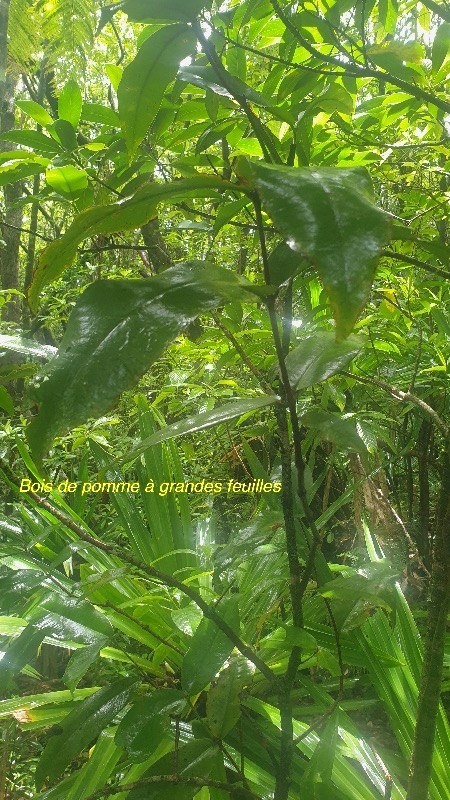 Syzygium cordemoyi Bois de pomme a? grandes fe uilles Myrtaceae Endémique La Réunion 44.jpeg