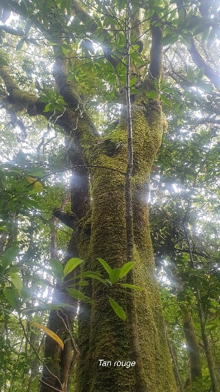 Weinmannia tinctoria Tan rouge Cunoniacea e Endémique La Réunion, Maurice 58.jpeg