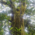 Weinmannia tinctoria Tan rouge Cunoniacea e Endémique La Réunion, Maurice 58.jpeg