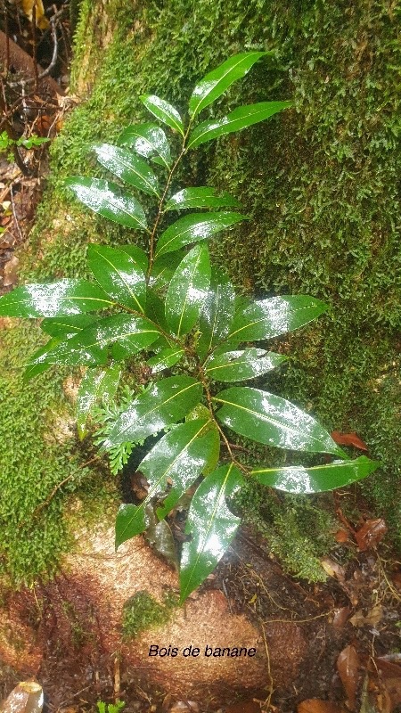 Xylopia richardii Bois de banane Annonace ae Endémique la Réunion, Maurice 46.jpeg