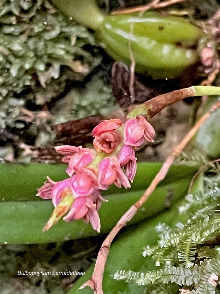 Bulbophyllum bernadetteae Casstillon.orchidaceae.endémique Réunion (1).jpeg