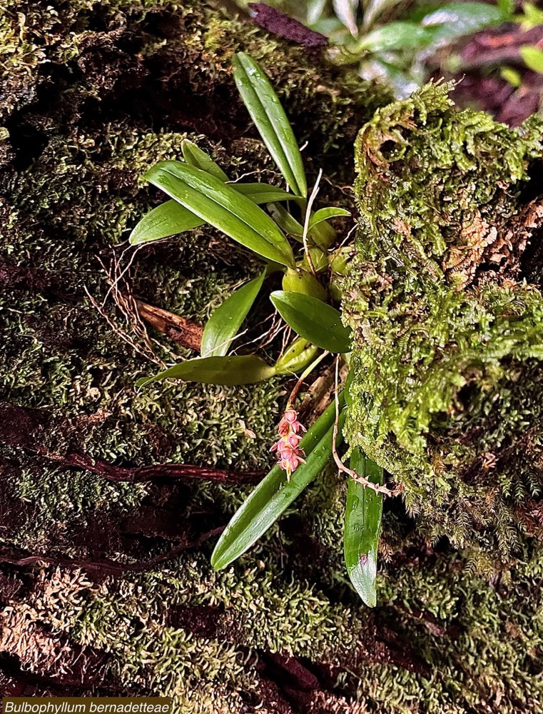 Bulbophyllum bernadetteae Casstillon.orchidaceae.endémique Réunion.jpeg