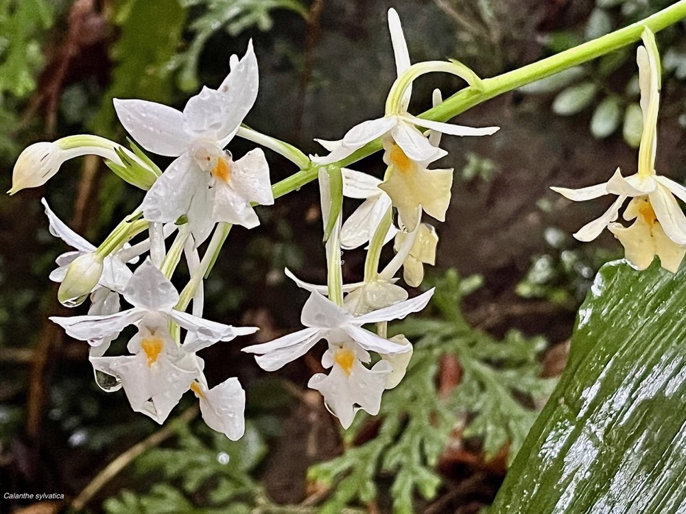 Calanthe sylvatica orchidaceae.Indigène Réunion (1).jpeg