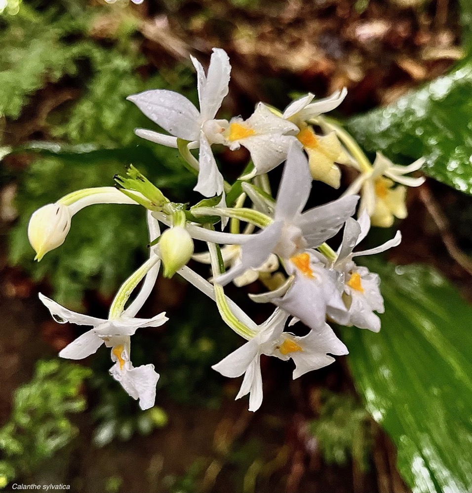 Calanthe sylvatica orchidaceae.Indigène Réunion (2).jpeg