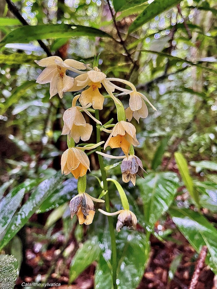 Calanthe sylvatica orchidaceae.Indigène Réunion (3).jpeg