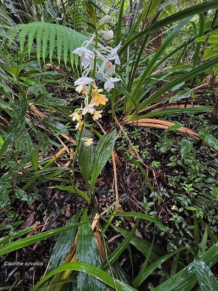 Calanthe sylvatica orchidaceae.Indigène Réunion.jpeg