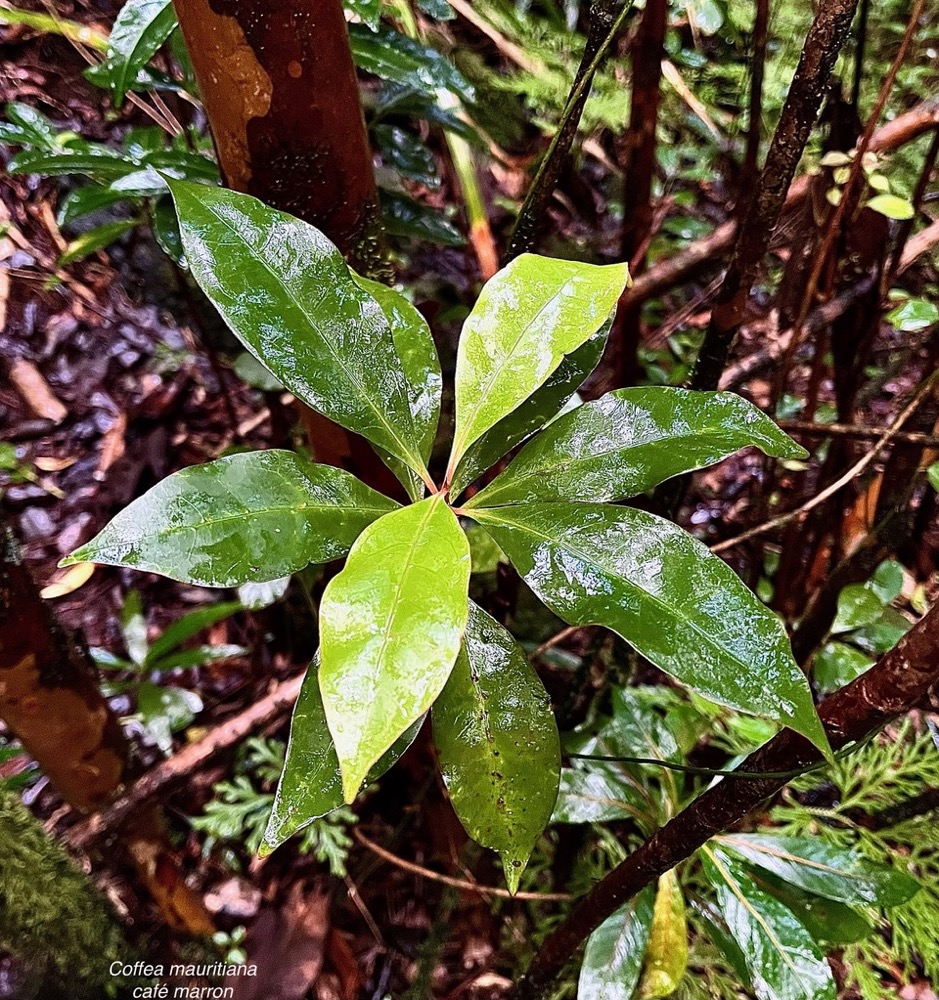 Coffea mauritiana.café marron.rubiaceae.endémique Réunion Maurice..jpeg