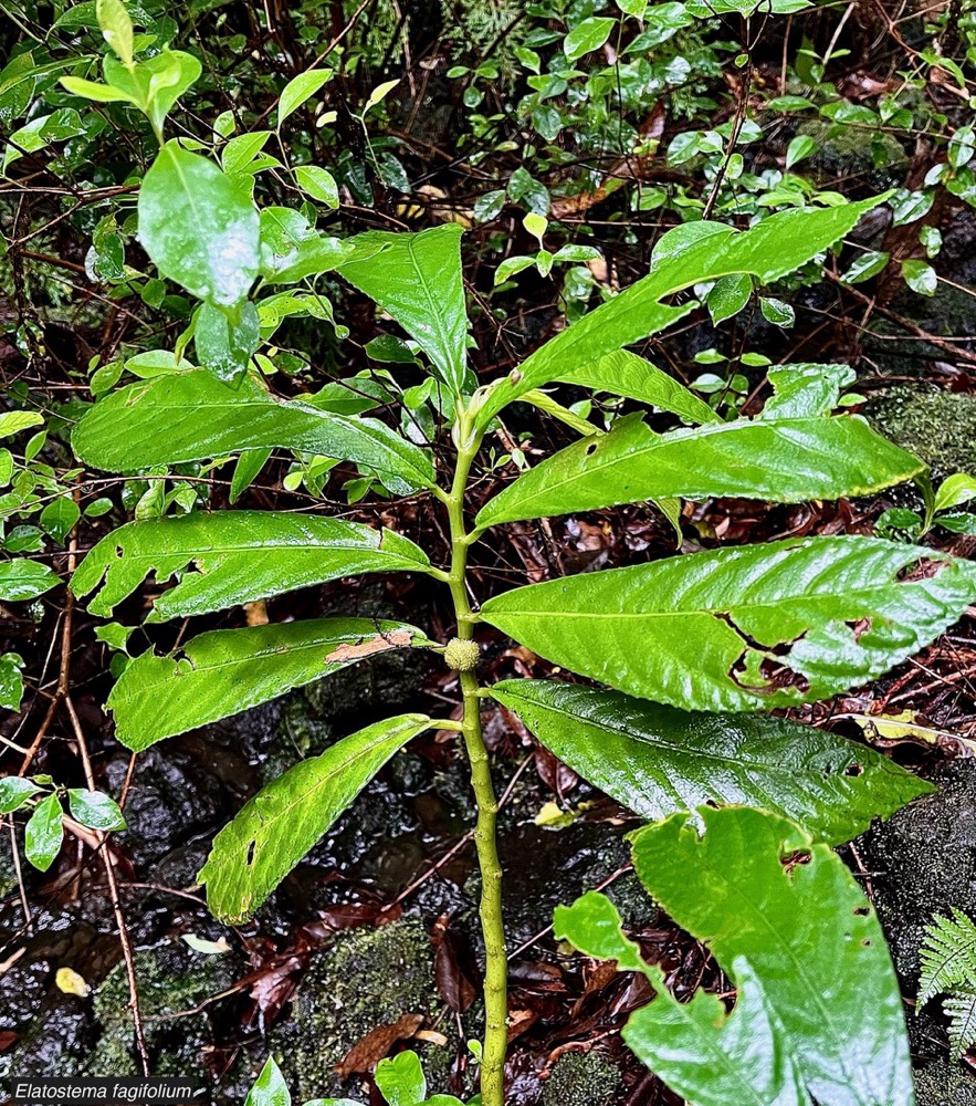 Elatostema fagifolium  urticaceae.indigène Réunion;.jpeg