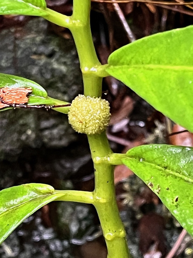 Elatostema fagifolium (inflorescence au milieu ) urticaceae.indigène Réunion;.jpeg