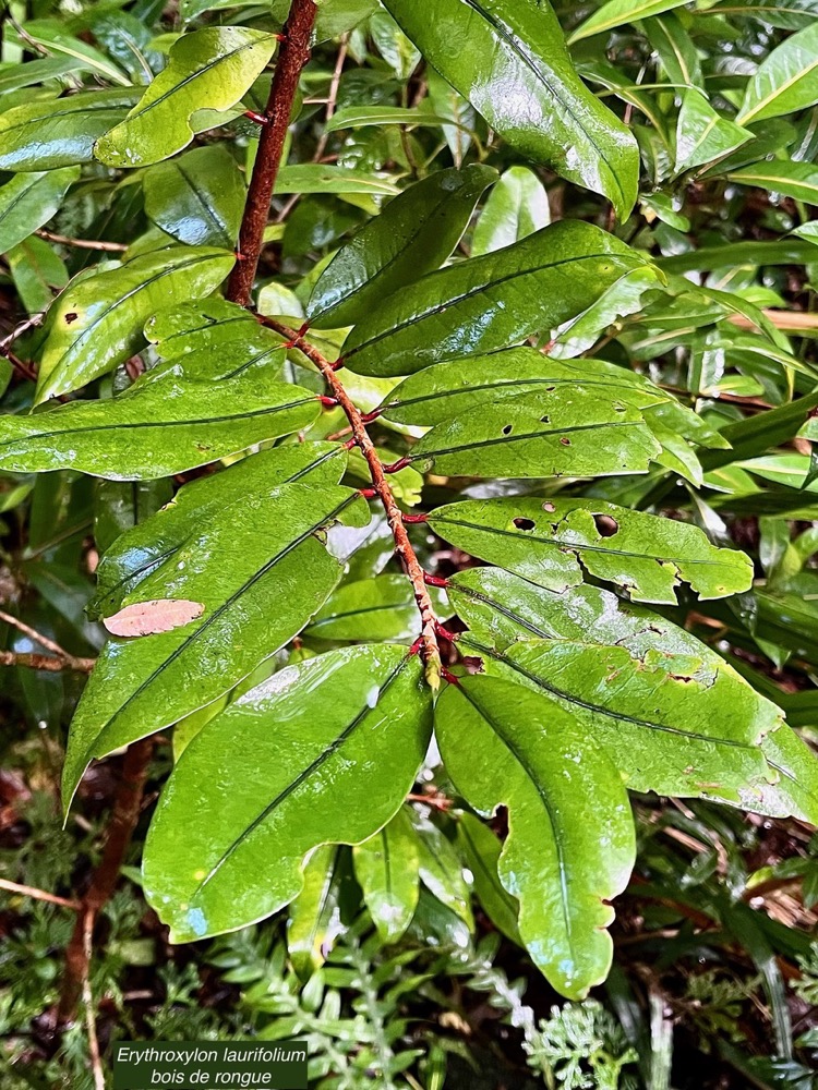 Erythroxylum laurifolium.bois de rongue .erythroxylaceae.endémique Réunion Maurice..jpeg