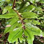 Erythroxylum laurifolium.bois de rongue .erythroxylaceae.endémique Réunion Maurice..jpeg