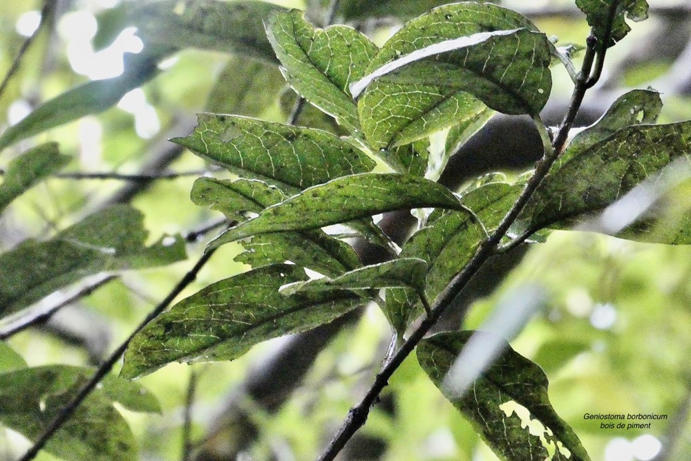 Geniostoma borbonicum  Bois de piment  bois de rat. loganiaceae endémique Réunion Maurice..jpeg