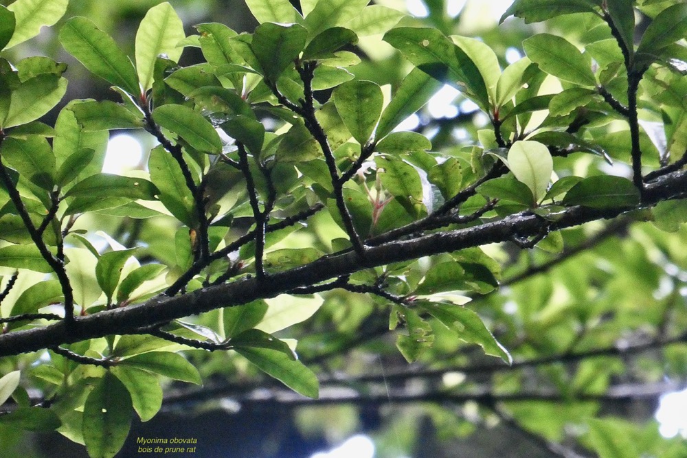 Myonima obovata .bois de prune marron.bois de prune rat.rubiaceae.endémique Réunion Maurice (1).jpeg