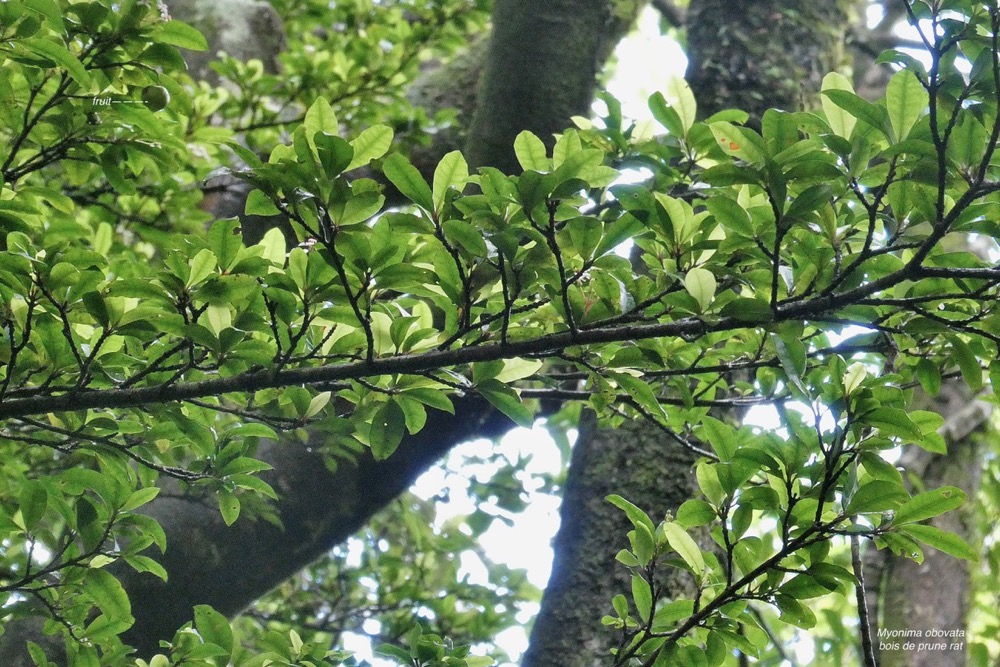 Myonima obovata .bois de prune marron.bois de prune rat.rubiaceae.endémique Réunion Maurice (2).jpeg