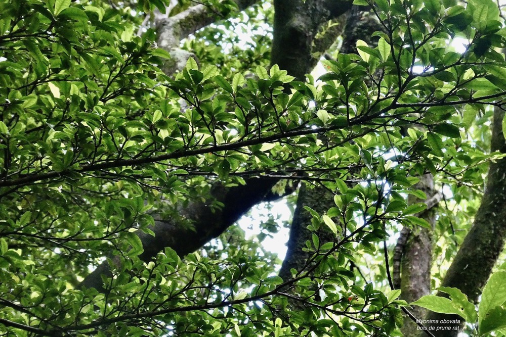 Myonima obovata .bois de prune marron.bois de prune rat.rubiaceae.endémique Réunion Maurice.jpeg