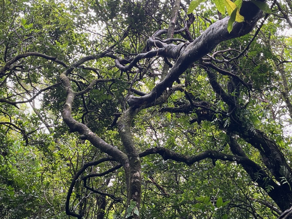 forêt de Mourouvin .enchevêtrement..jpeg