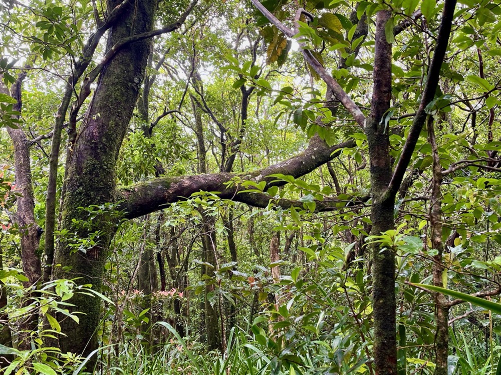 forêt de Mourouvin sous la pluie.jpeg