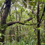 forêt de Mourouvin sous la pluie.jpeg