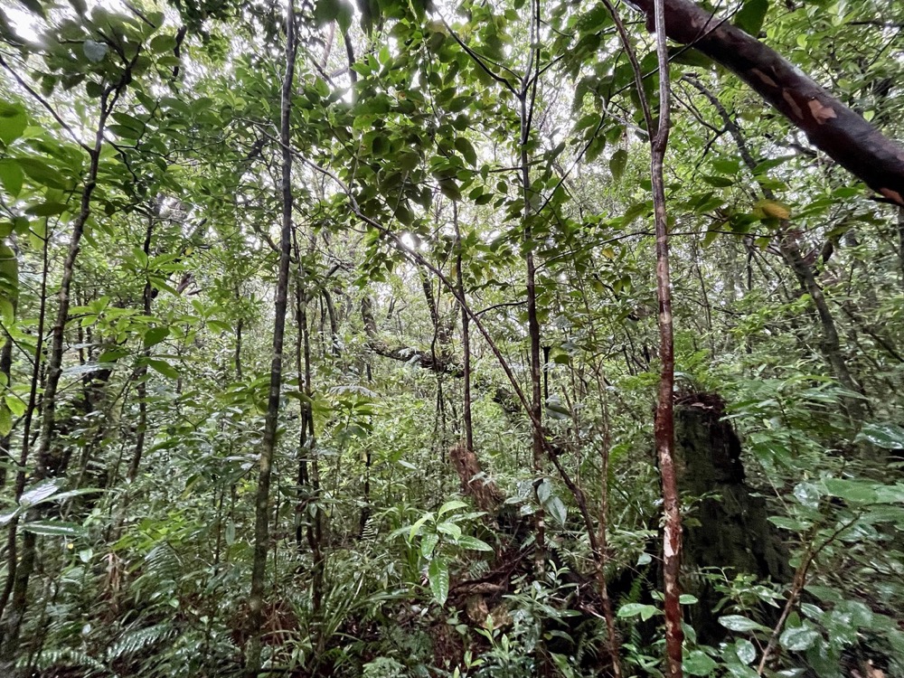 forêt de Mourouvin.jpeg