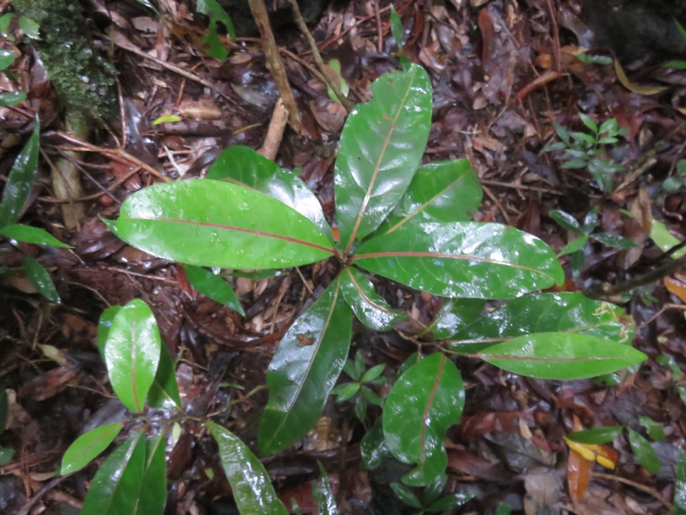 3. Casearia coriacea - Bois de cabri rouge - Flacourtiaceae - endémique de la Réunion et de Maurice  IMG_3703.JPG.jpeg