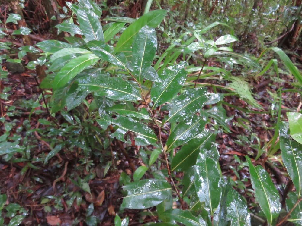 5. Xylopia richardii - Bois de banane - Annonacée - B IMG_3705.JPG.jpeg