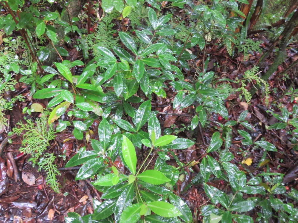 6. Ardisia crenata Sims. - Bois de Noël-  Primulaceae -Asie orientale.jpeg