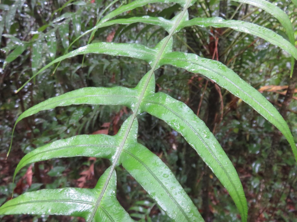 7. Blechnum attenuatum (Sw.) -Ø - Blechnaceae - Madagascar, Comores, Afrique tropicale et australe, La Réunion, île Maurice. (1).jpeg