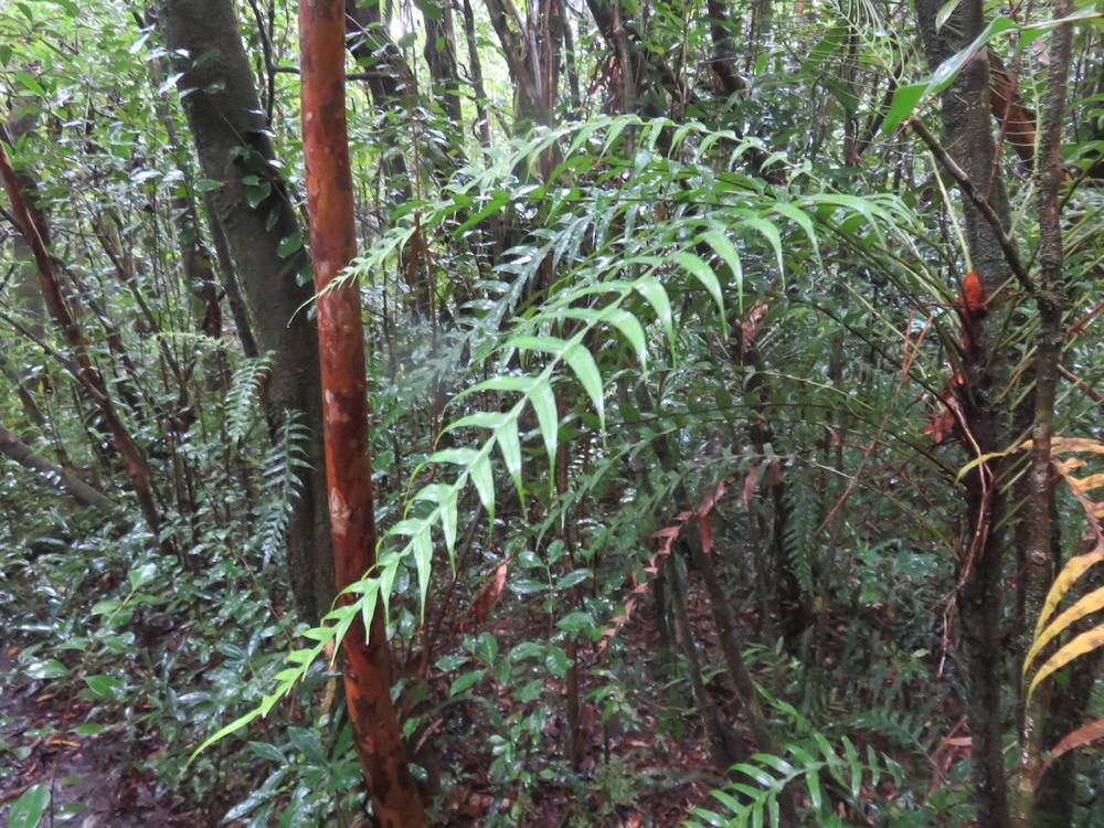 8. Blechnum attenuatum (Sw.) -Ø - Blechnaceae - Madagascar, Comores, Afrique tropicale et australe, La Réunion, île Maurice..jpeg