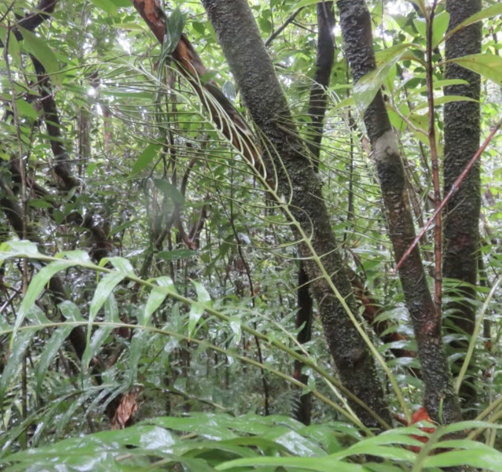 9b. Fronde fertile de blechnum attenuatum.jpg