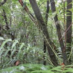 9b. Fronde fertile de blechnum attenuatum.jpg