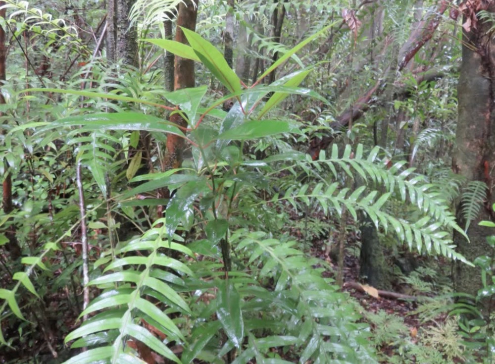 11. Juvenile de Tambourissa elliptica - Bois de bombarde; Bois de tambour -  Monimiaceae  .jpg