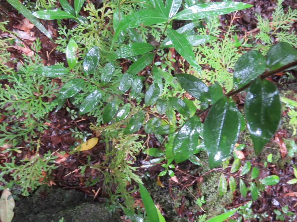 13. Memecylon confusum - Bois de balai  ou bois de cerise marron - Memecylacée - Ear. Comores. La Réunion. Maurice.jpeg