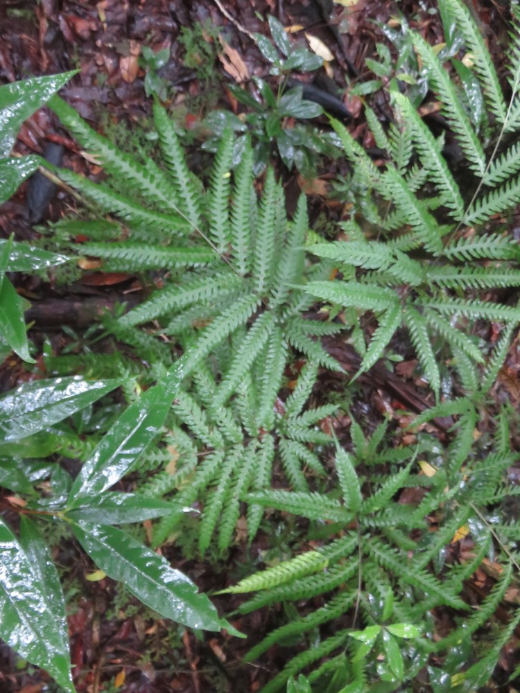 15. ??? Pteris scabra Bory ex Willd -  - Pteridaceae - Indigène La Réunion.jpeg