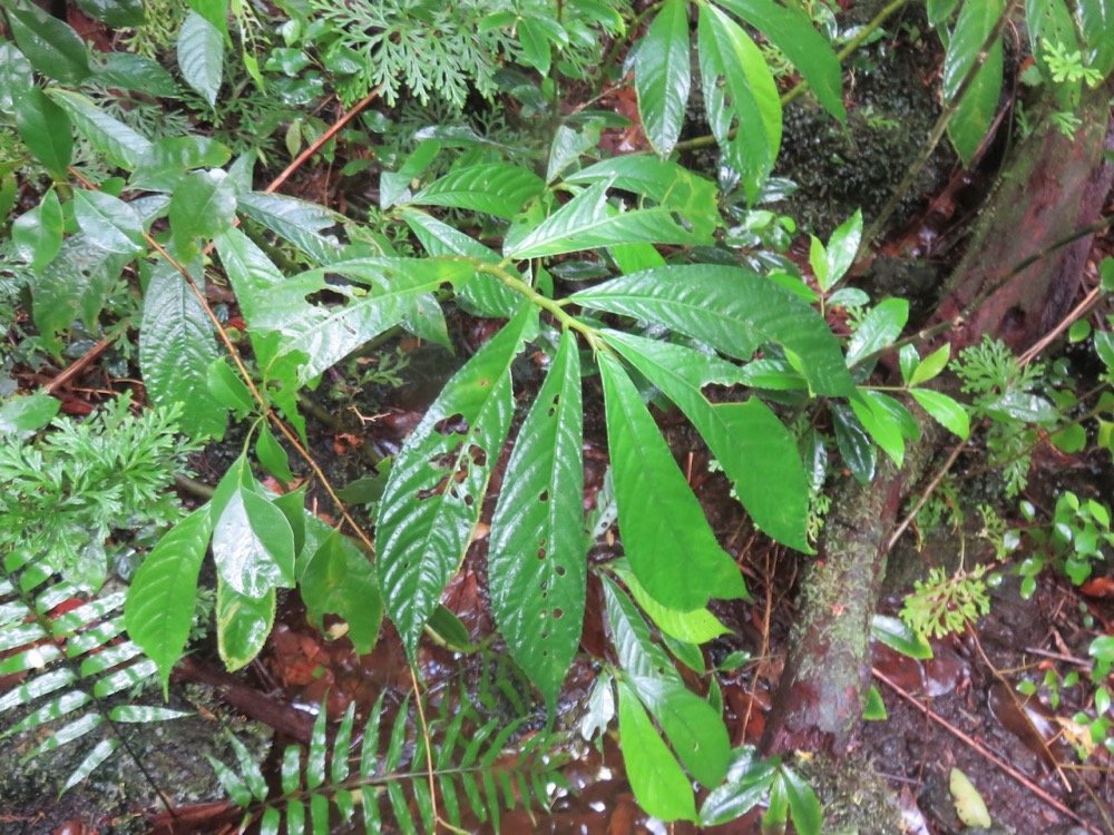 16. Elatostema fagifolium -      - Urticaceae - indigène -Mascareignes.jpeg