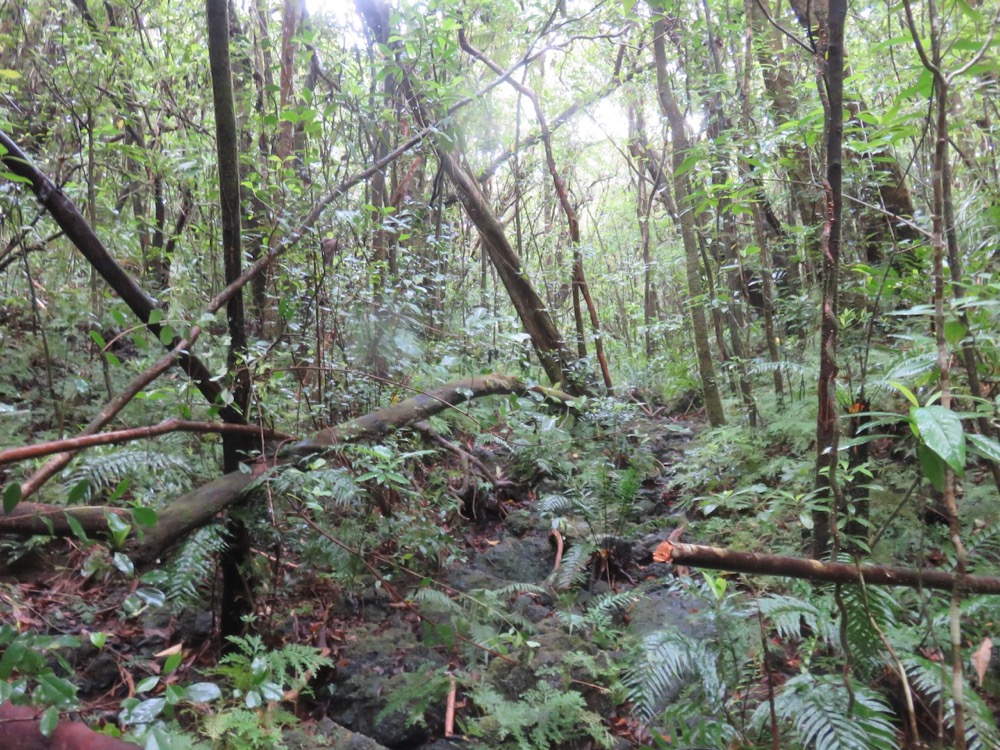 17. La ravine sert de sentier dans un sous-bous toujours aéré..jpeg