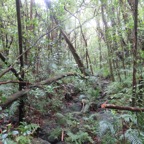 17. La ravine sert de sentier dans un sous-bous toujours aéré..jpeg