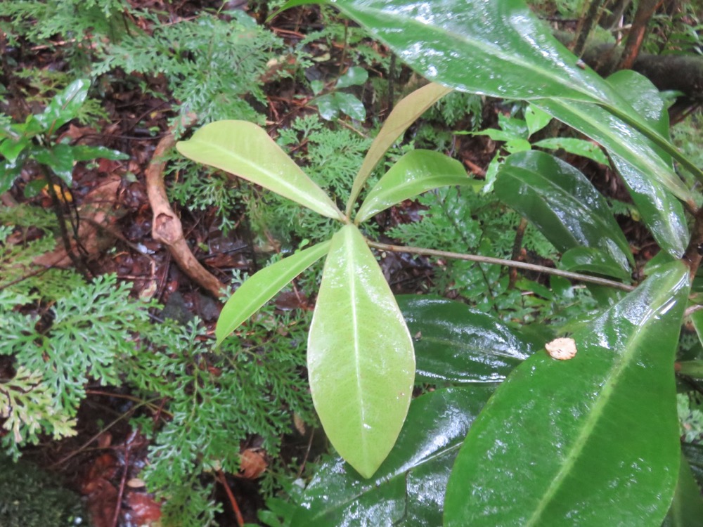 18. Badula grammisticta - Bois de savon - Myrsinaceae.jpeg