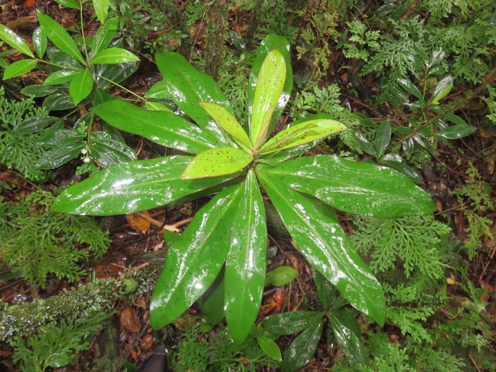 22. Badula barthesia  - Bois de savon  - Primulaceae - B.jpeg